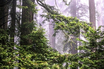 RedwoodsFog-2